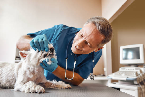 Best Weekend Emergency Dental Services in Tuscola, IL